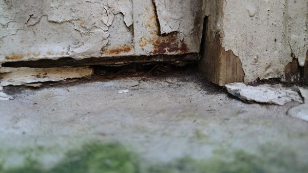 Mice Hunters Inc