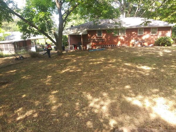 Overgrown Backyards
