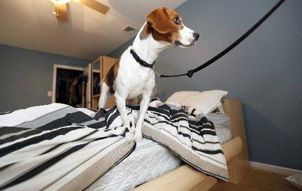 EZ Bed Bug Exterminator NYC