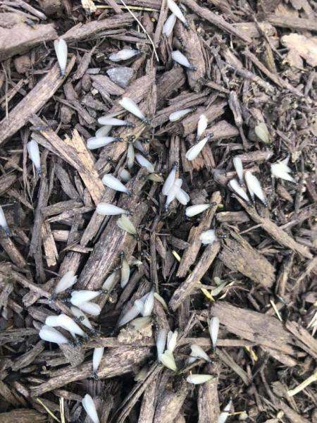 Raven Termite and Pest Control