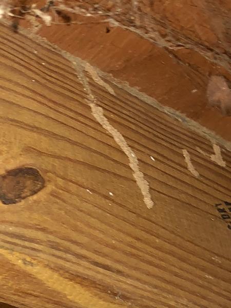 Raven Termite and Pest Control