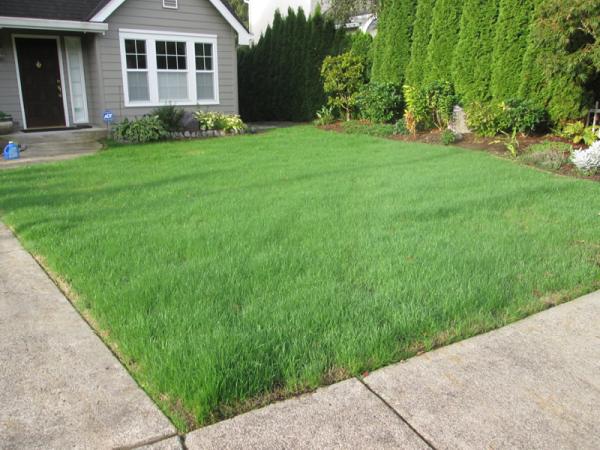 Green Scene Landscape Llc