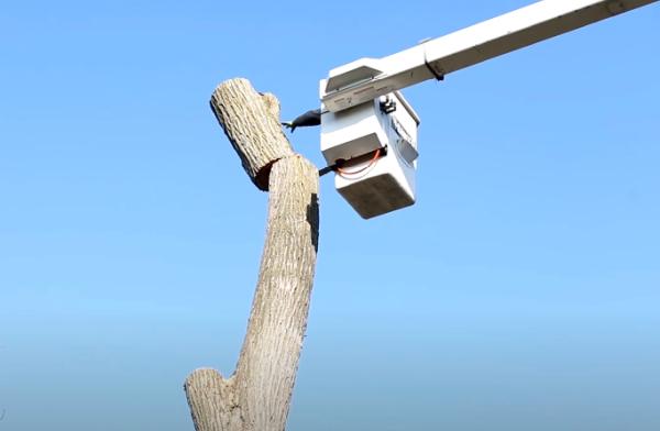 Greenwood Tree Service