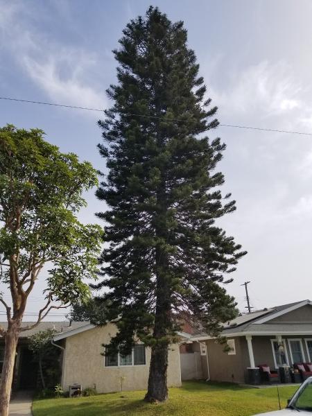 So Cal Arborists