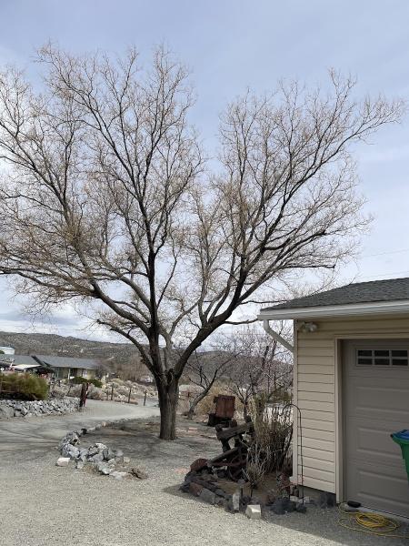Aspen Tree Service