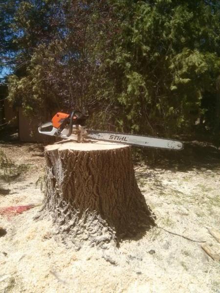 Aspen Tree Service