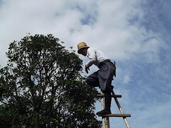 Noriega and Sons Tree Service Corp.