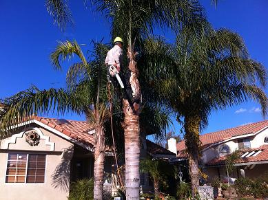Noriega and Sons Tree Service Corp.