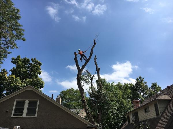 Mountain Tree Care