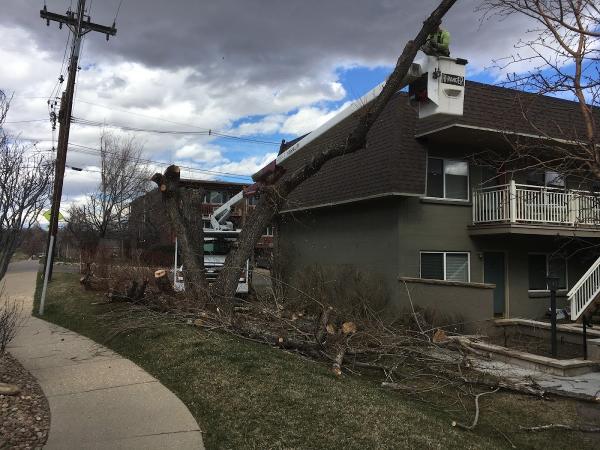 Mountain Tree Care
