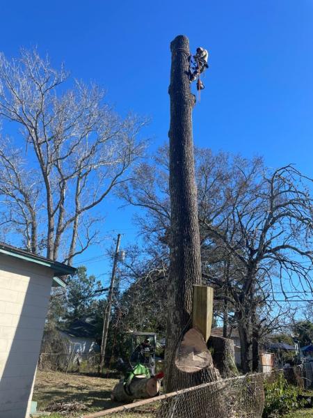 Dos Hermanos Pineda Tree Services LLC