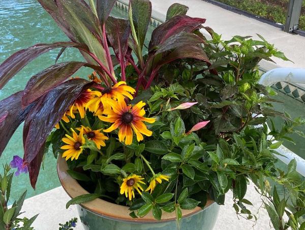Blue Tango Gardening Services