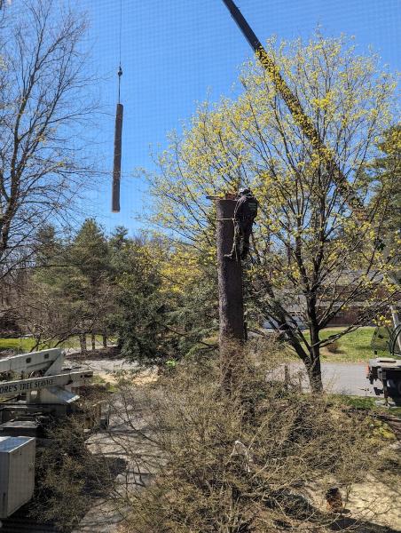 Moore's Tree Service & Company
