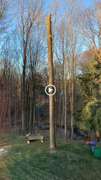 Moore's Tree Service & Company