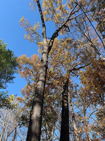 Moore's Tree Service & Company