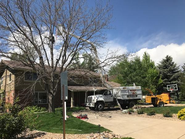 10 Star Tree Care