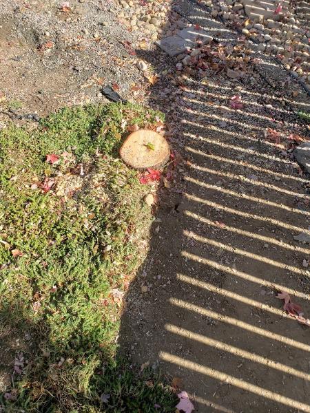 10 Star Tree Care