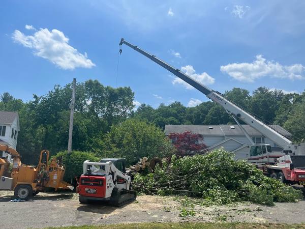 Allied Tree Service