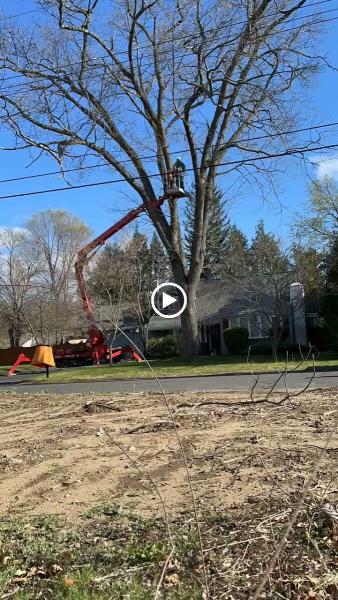 Allied Tree Service