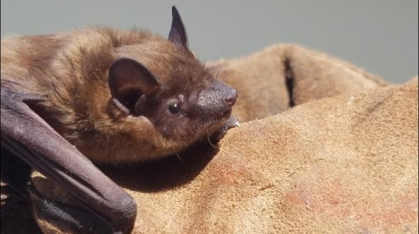 Rats to Bats Pest & Wildlife Control