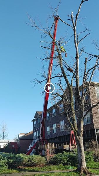 Shults Tree Service