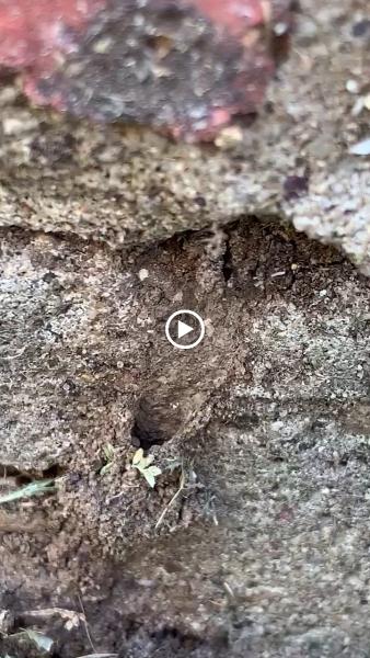 Gayle Pest and Termite Control