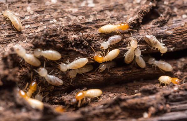 Horne's Pest Control Company Inc.
