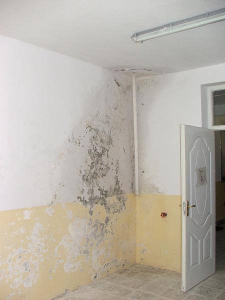 Drymore Mold Removal