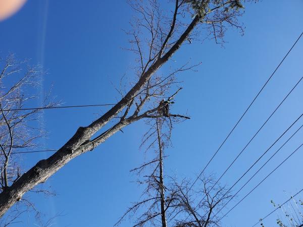 Viverito Tree Expert's Inc.