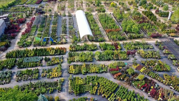 Pandy's Garden Center