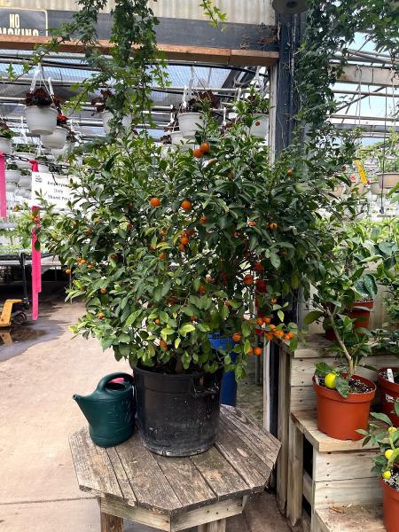 Pandy's Garden Center