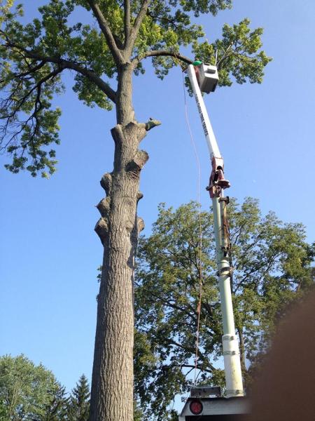AAA Clean Sweep Tree Service
