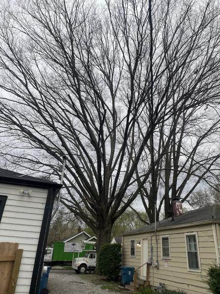 PR Tree Service