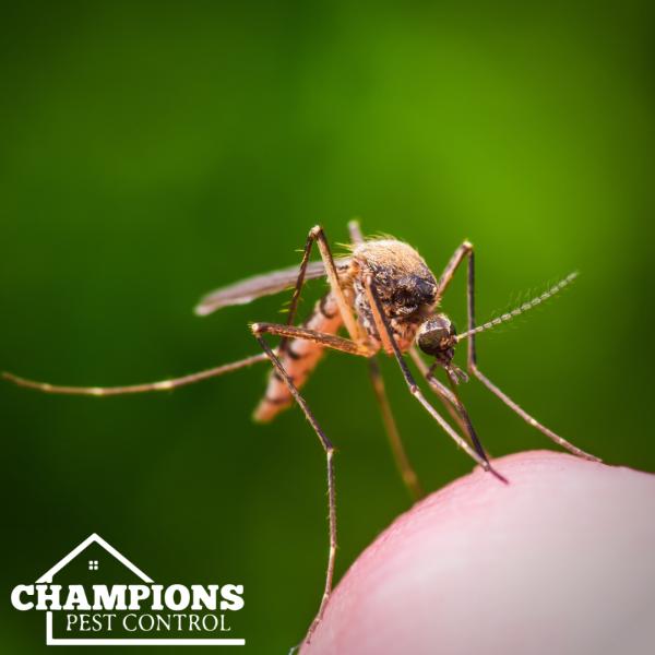 Champions Pest Control
