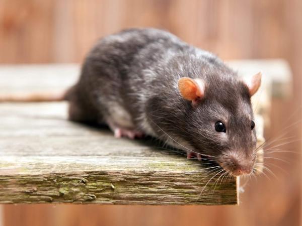 Champions Pest Control