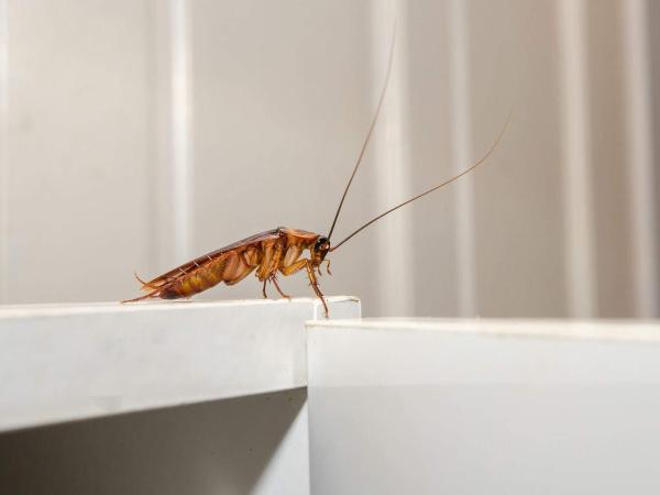 Champions Pest Control