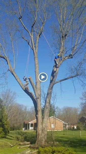 Joel's PRO Tree Service