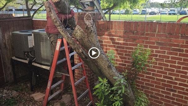 Garcia Professional Tree Service
