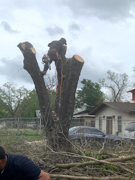 Garcia Professional Tree Service