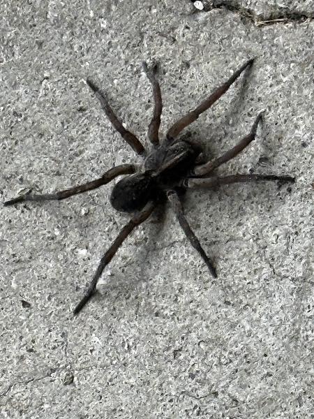 1 Stop Pest Control