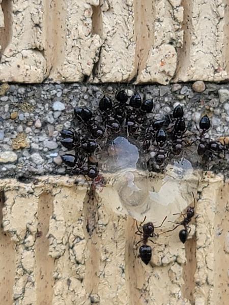 1 Stop Pest Control