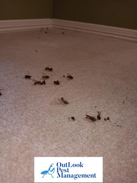 Outlook Pest Management