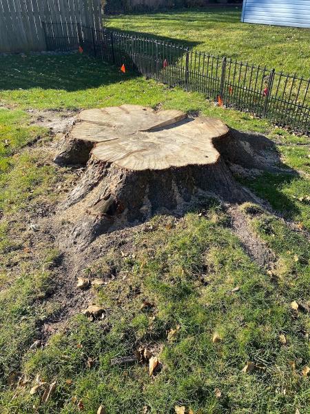 Precision Tree Stump Grinding