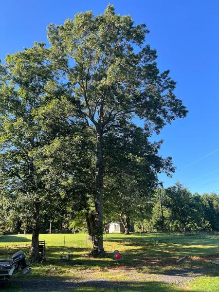 Woody's Tree Service