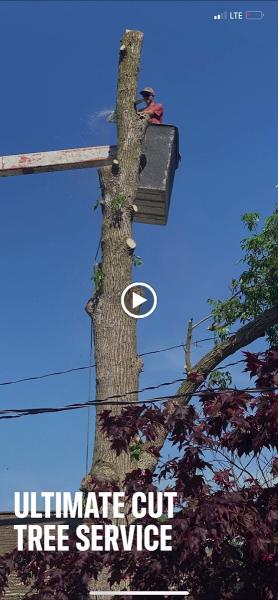Ultimate Cut Tree Service