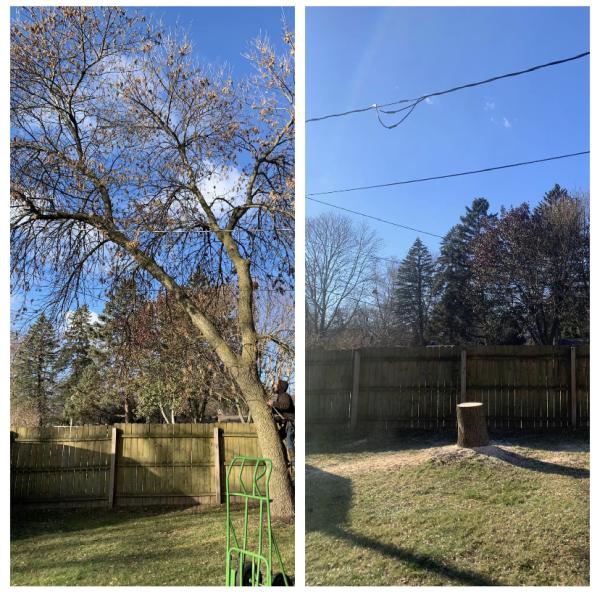 Ultimate Cut Tree Service