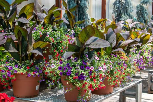 Tree Top Nursery & Landscape Inc.