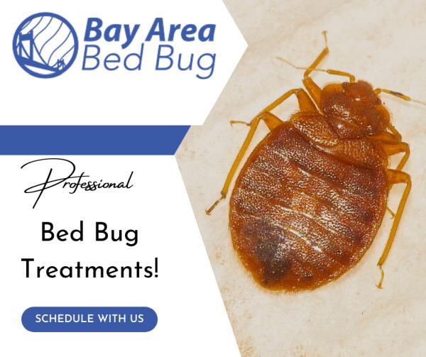 Bay Area Bed Bug