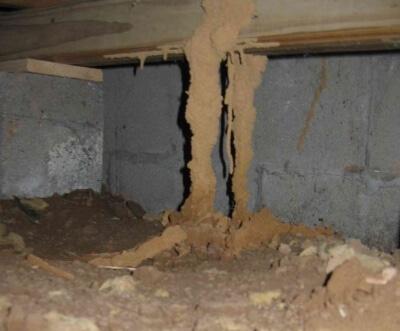 Family Pest Services Inc