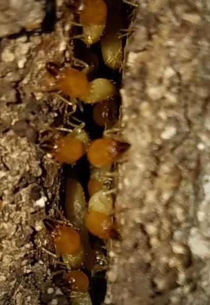 Checkmate Termite & Pest Management